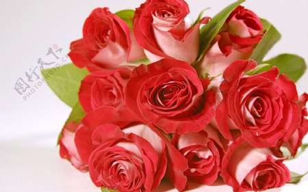 鲜艳玫瑰花花束图片