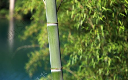清脆的竹子