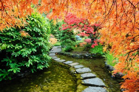 日本枫树公园风景图片