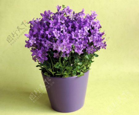 紫色花朵盆栽图片