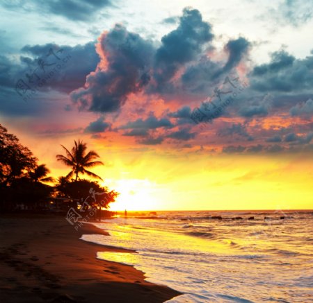 海边日出和椰子树