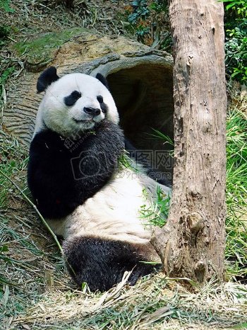 正在树根底下吃饭的熊猫