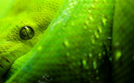 绿色大蟒蛇图片
