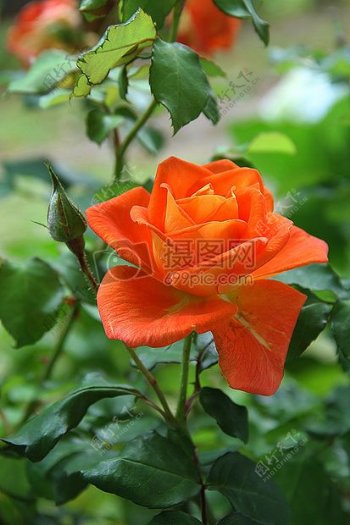 盛开的橙色玫瑰