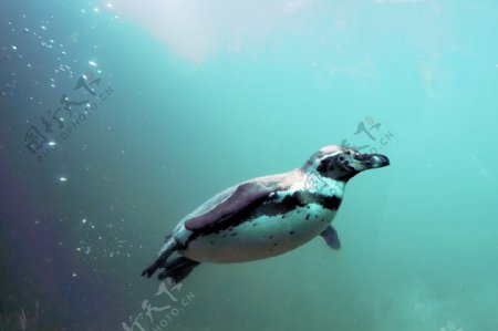 海底游泳企鹅图片