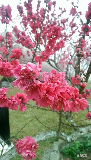 樱花朵朵的树
