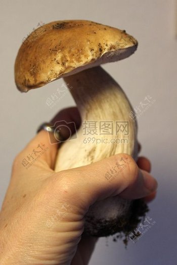 紧握的野生蘑菇