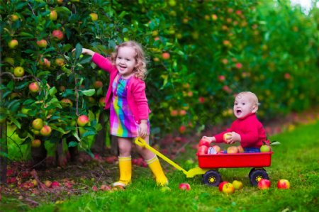 果园里摘苹果的儿童图片
