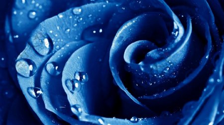 蓝色水珠玫瑰花图片