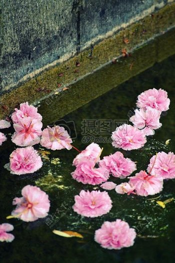 湖水里的粉色花朵