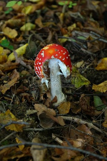 彩色斑点蘑菇