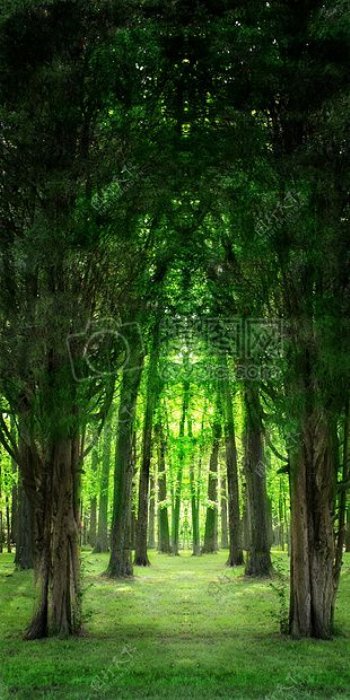 茂密的大树林