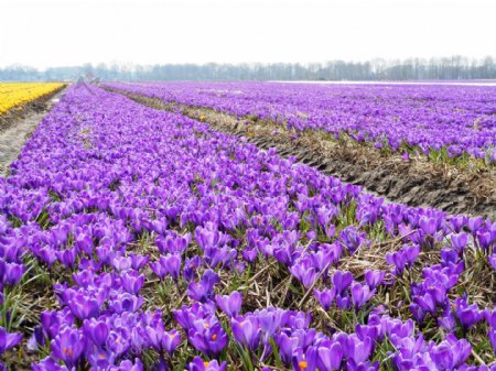 唯美紫色藏红花图片