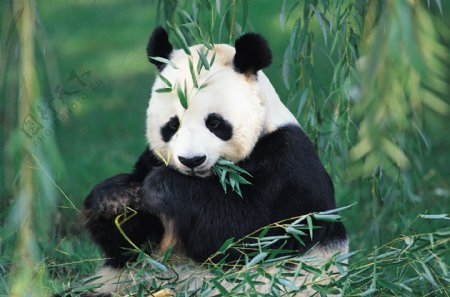 超萌大熊猫吃竹子高清图片