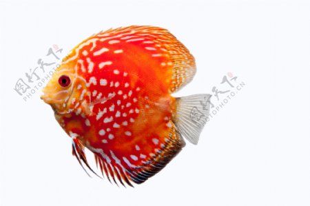 美丽的热带鱼高清图片