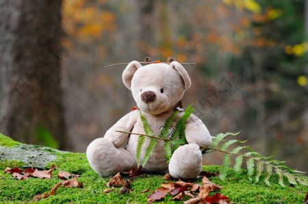 可爱泰迪熊玩具图片
