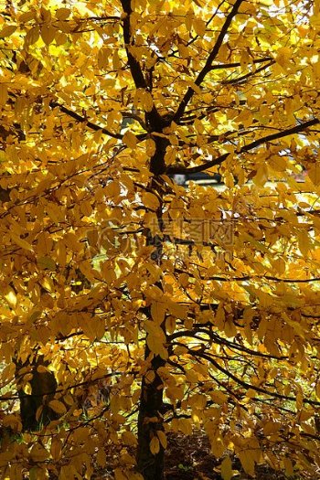 阳光下的黄色树叶