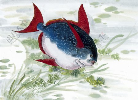 鱼工笔水族国画0188