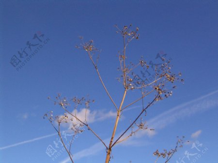蓝天白云下的植物