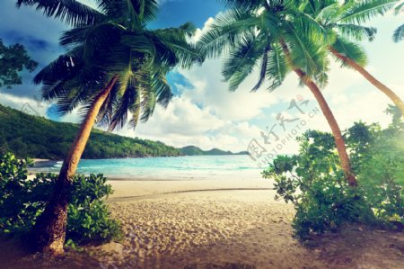 椰树沙滩风景图片