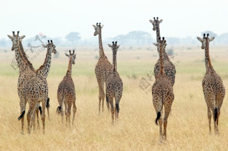 非洲草原上的长颈鹿群