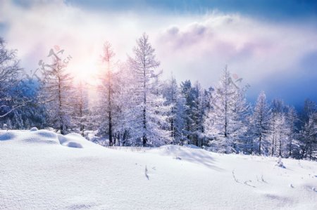 冬天树木雪景