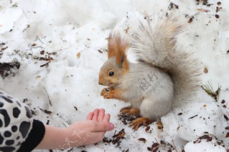 雪地上的松鼠