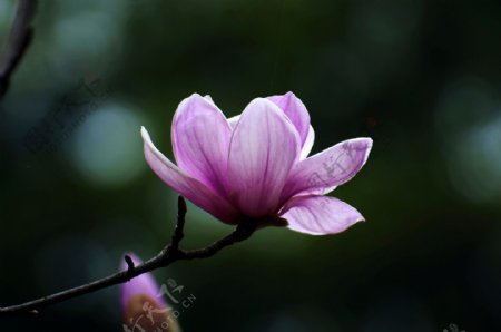 唯美紫色玉兰花图片