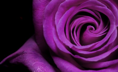 唯美紫色玫瑰花图片
