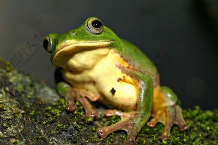 绿色青蛙图片