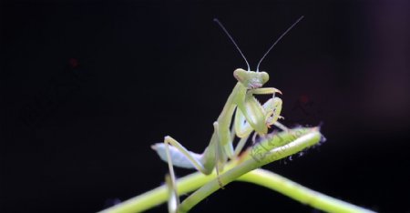 绿色螳螂图片