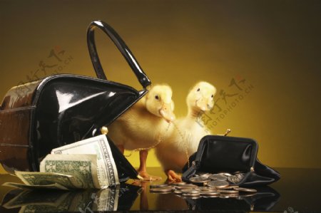 装在钱包里的两只小鸭子