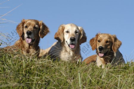 草坡上的三只狗
