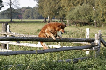 爬在木栏上的狗