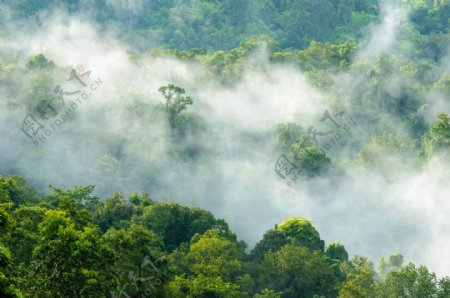 云雾缭绕的热带雨林图片