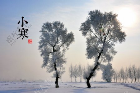 小寒二十四节气雪山树木图片