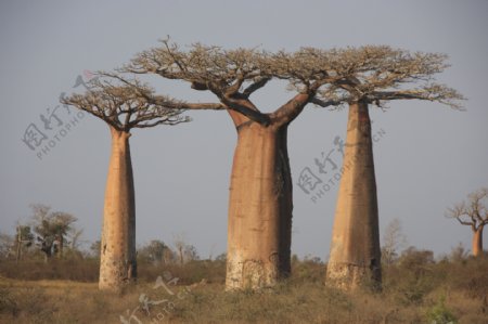 非洲树木摄影