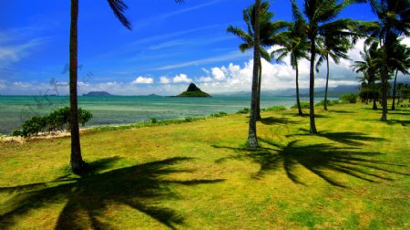 海岸椰树风景图片
