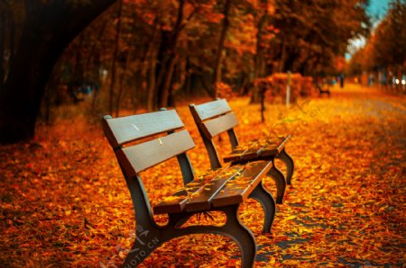 秋天公园风景图片