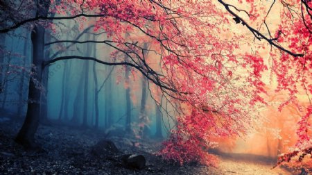 美丽的红色枫树图片