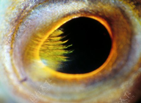 海底生物眼睛特写高清图片