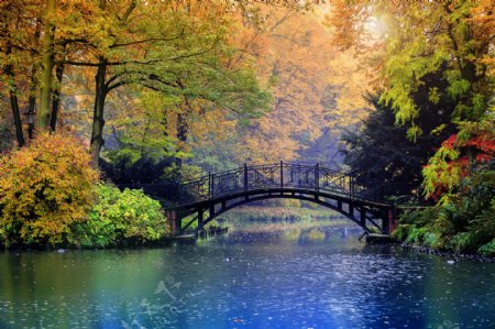 秋天树林小桥风景