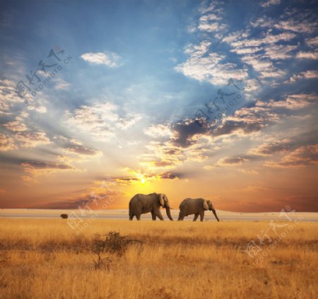 草原上的大象高清图片