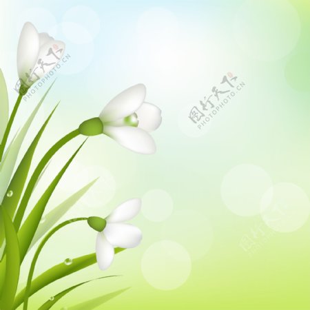 白草花