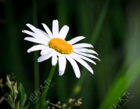 位图实物摄影花卉花朵免费素材
