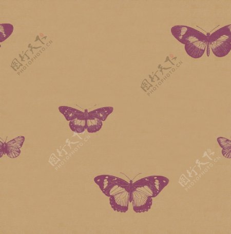 蝴蝶纹理材质贴图