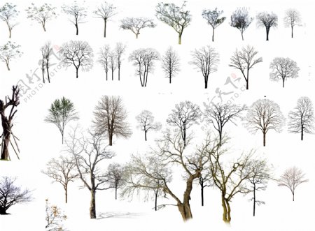 枯树冬天树图片