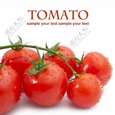一串新鲜的西红柿图片