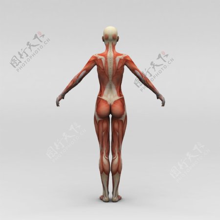 人体背部肌肉组织图片