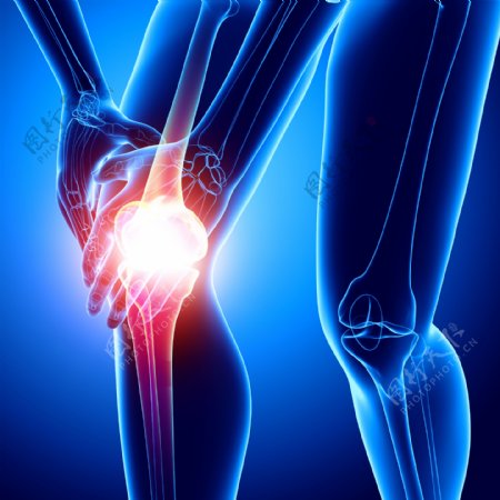 膝关节受伤的人体模型图片